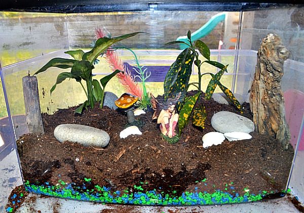 fish tank terrararium