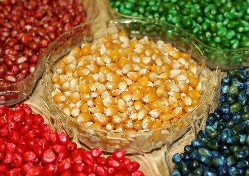 corn- coloring