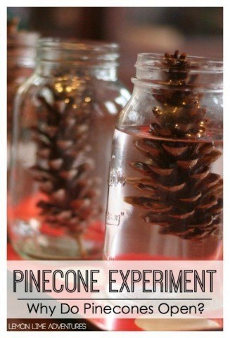 Fall-Pinecone-Experiment